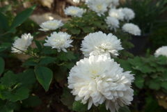 P1390299　木漏れ日に