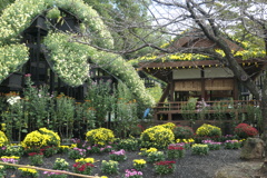 P1069410　菊まつり