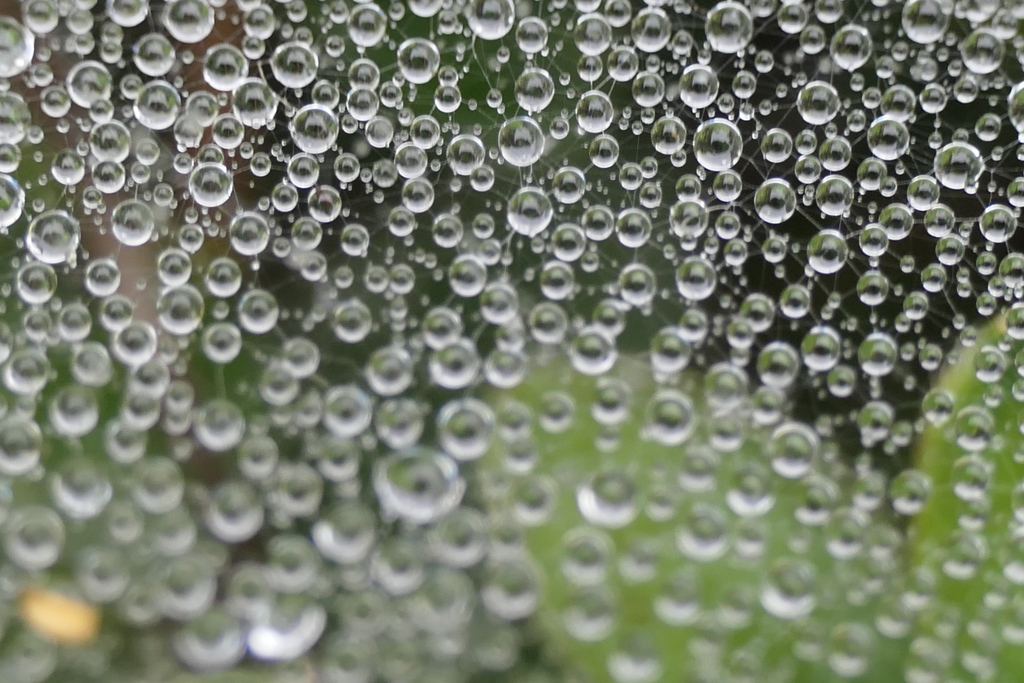 P1080815　蜘蛛の糸と雫