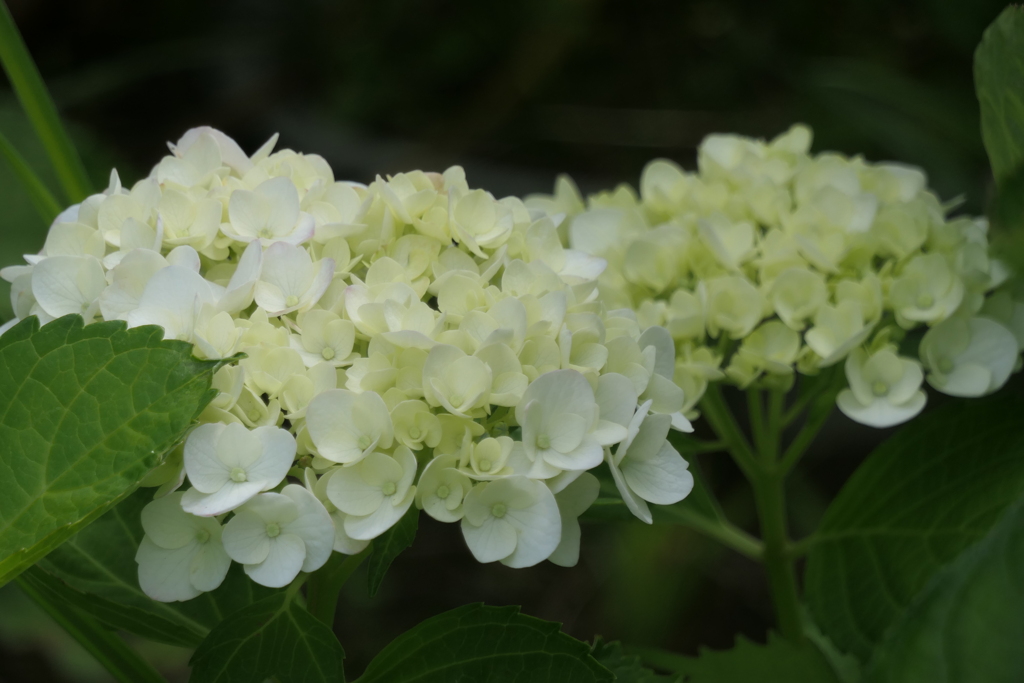 P1080268　白…
