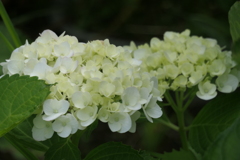 P1080268　白…