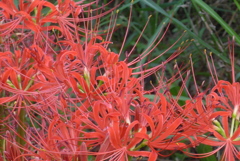 P1390057　彼岸花