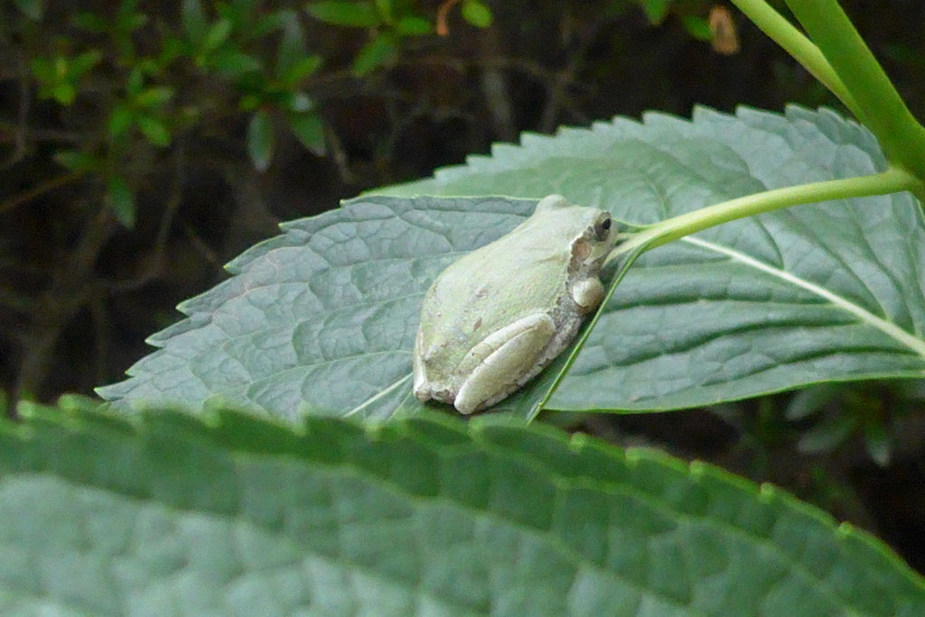 P1230251　おじゃましてます～♪