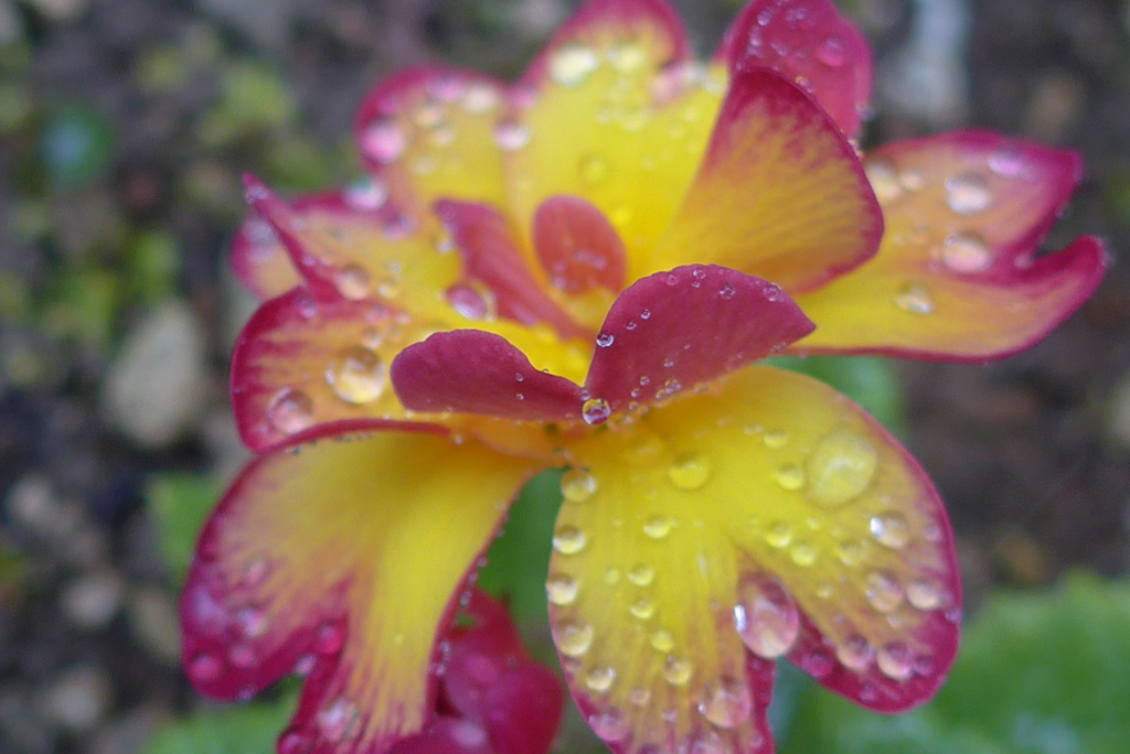P1210234　春の雨に…♪