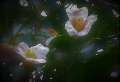 P1250834 (2)　ひっそりと