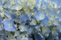 P1045774　紫陽花