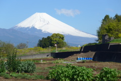 P1210946　4月19日 今日の富士山