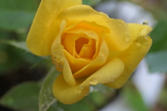 P1068890　ミニバラ