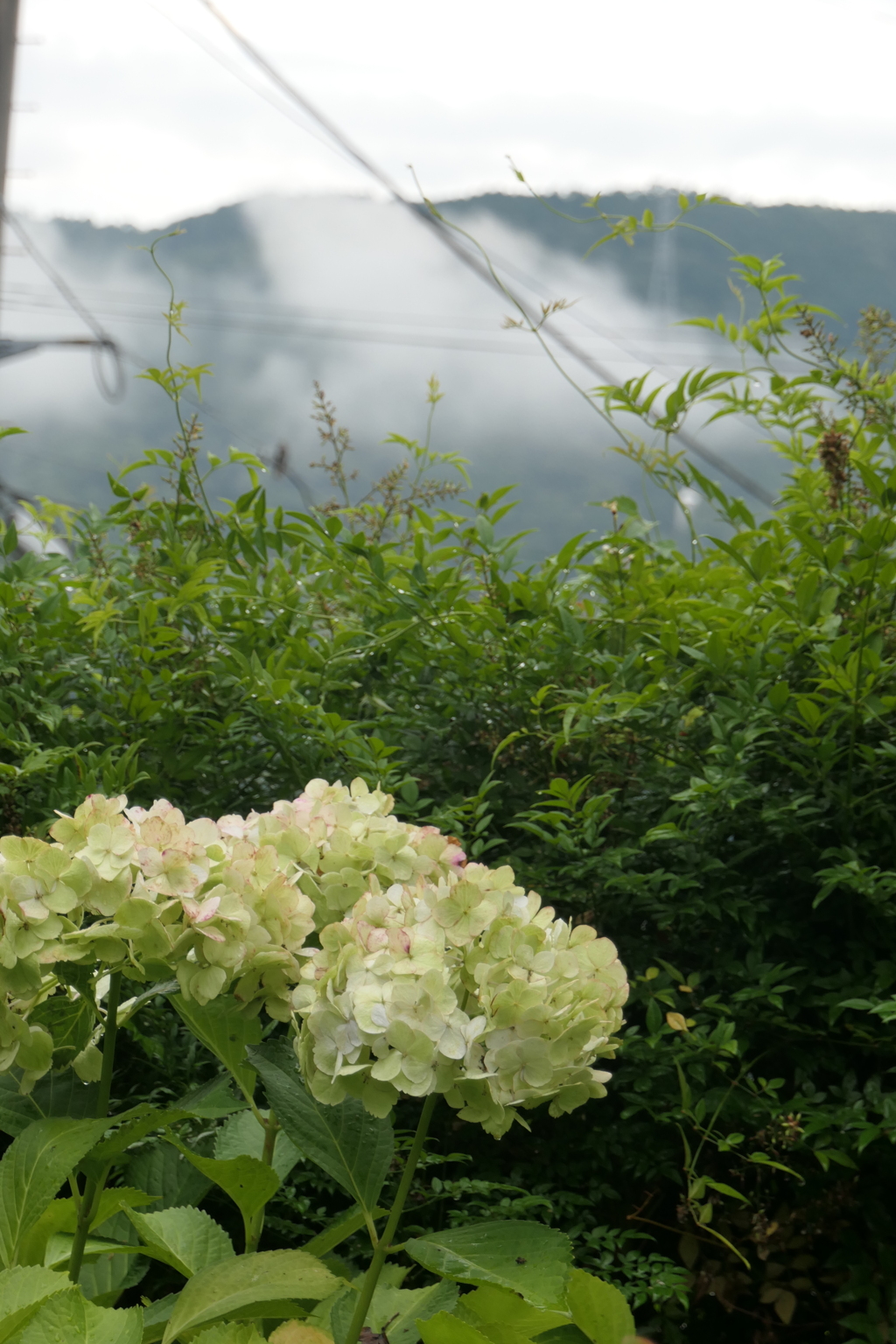 P1024167　雨上がりの朝に
