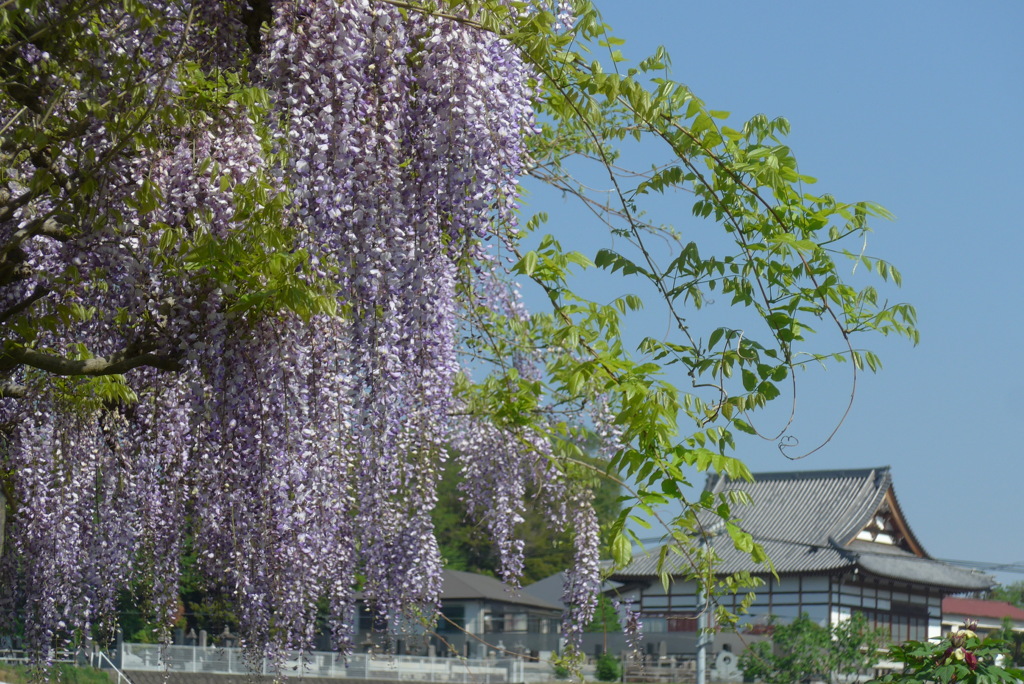 P1380433　お寺と藤