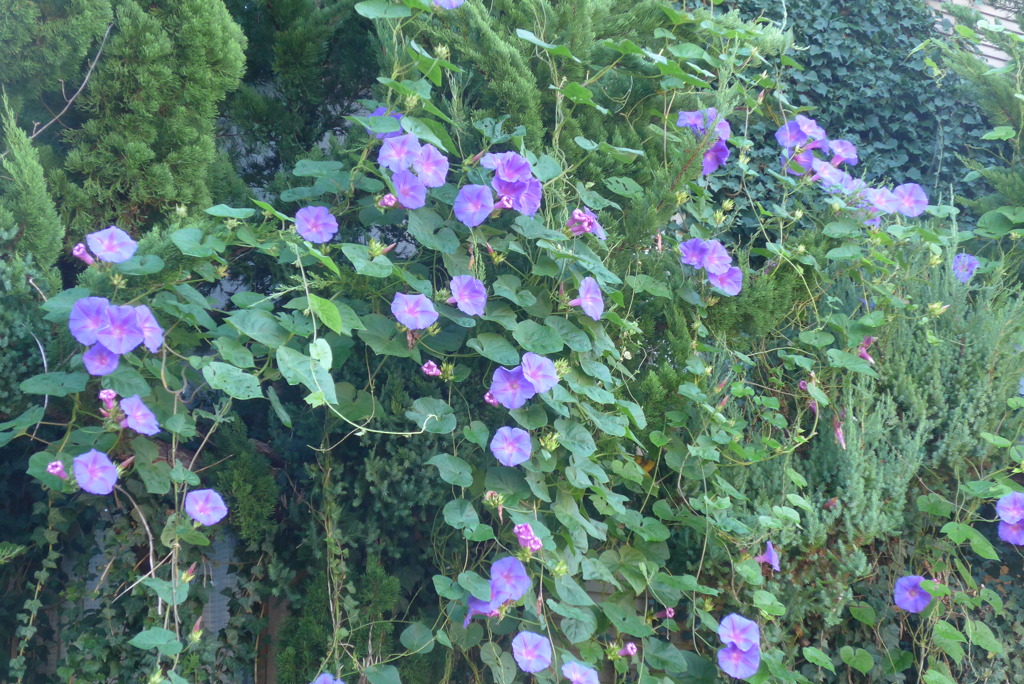 P1390139　流れる