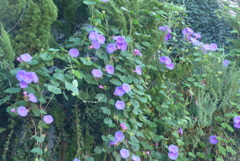 P1390139　流れる