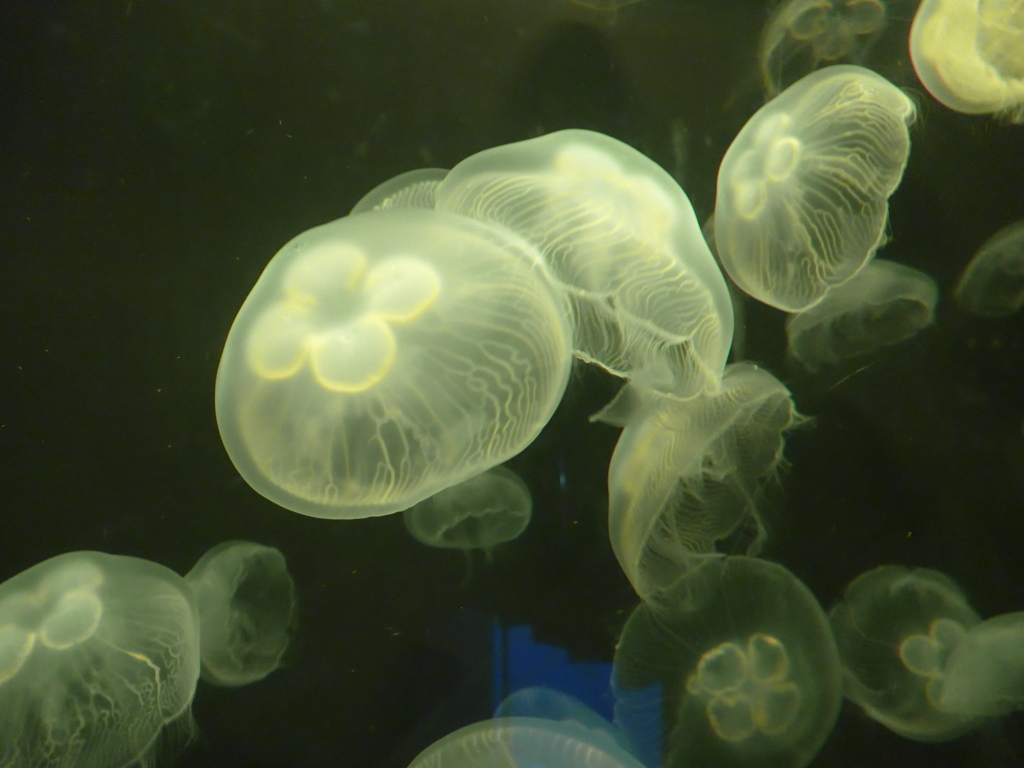 P1090659　水族館にて