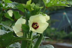 P1280403　オクラの花