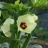 P1280403　オクラの花