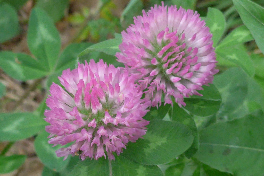 P1080874　ふたご