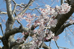 P1001294　しだれ桜