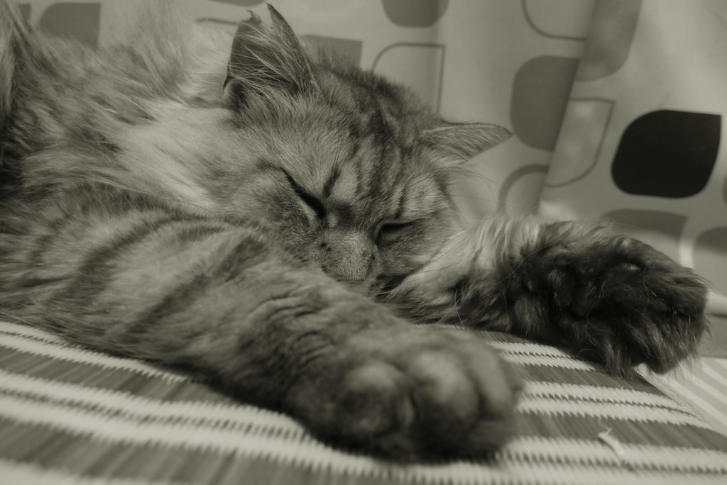 P1100168　ねむりねこ