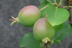 P1230854　ヒメリンゴ