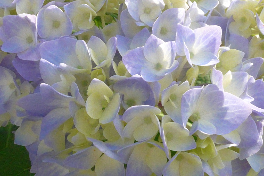 P1220901　あじさい