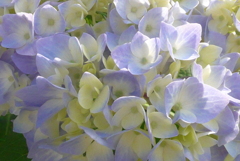 P1220901　あじさい