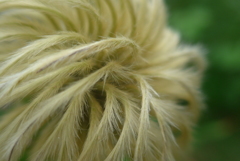 P1110321　花が終わって…