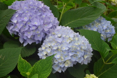 P1230128　公園の紫陽花