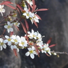 P1350043　ユキヤナギ