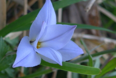 P1200989　ハナニラ