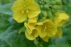 P1200604　菜の花
