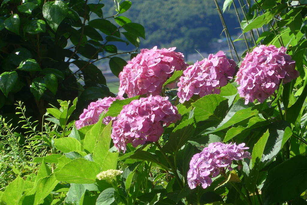 P1230782　あじさい