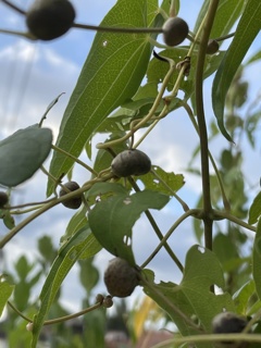 IMG_0254　ヤマイモのムカゴ