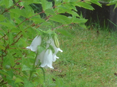 P1100010　雨に…