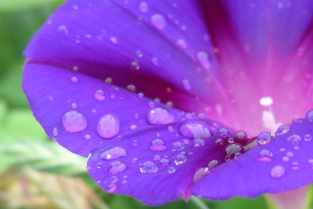 P1330454　雨上がりの朝に