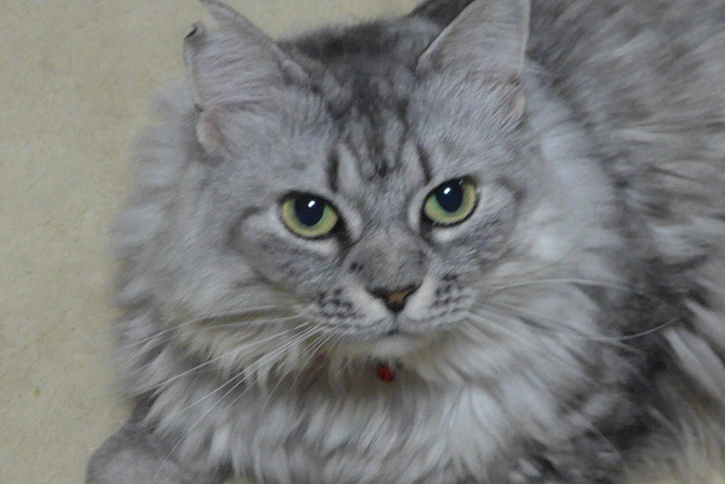 ねこさん