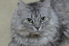 ねこさん