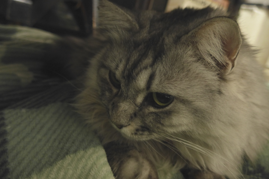 P1070071　ねこさん