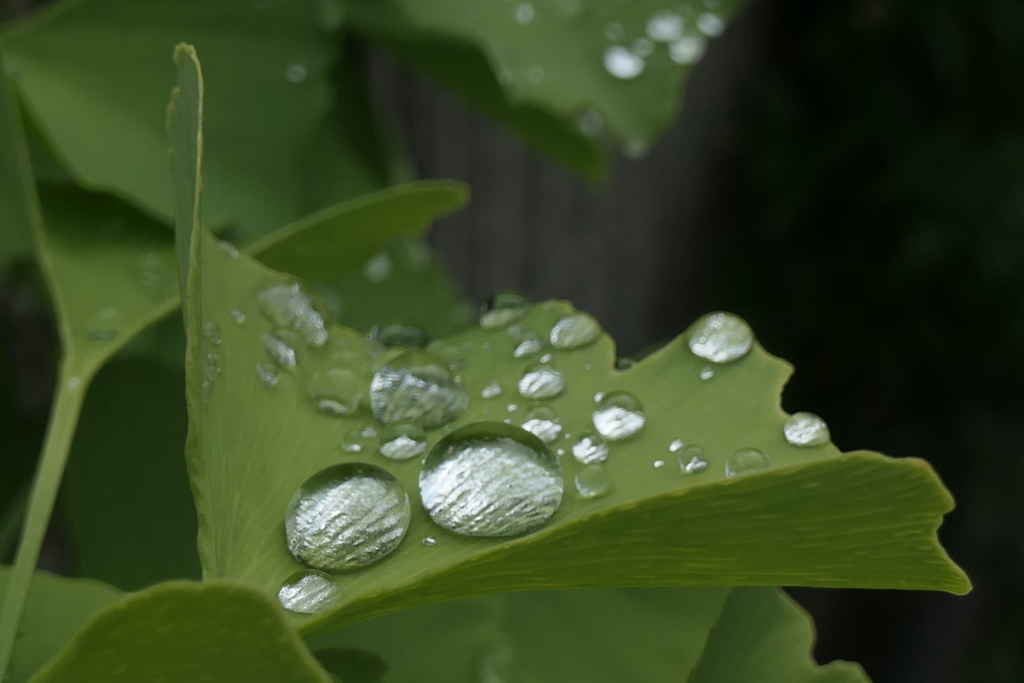 P1080312　水玉