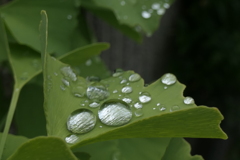 P1080312　水玉