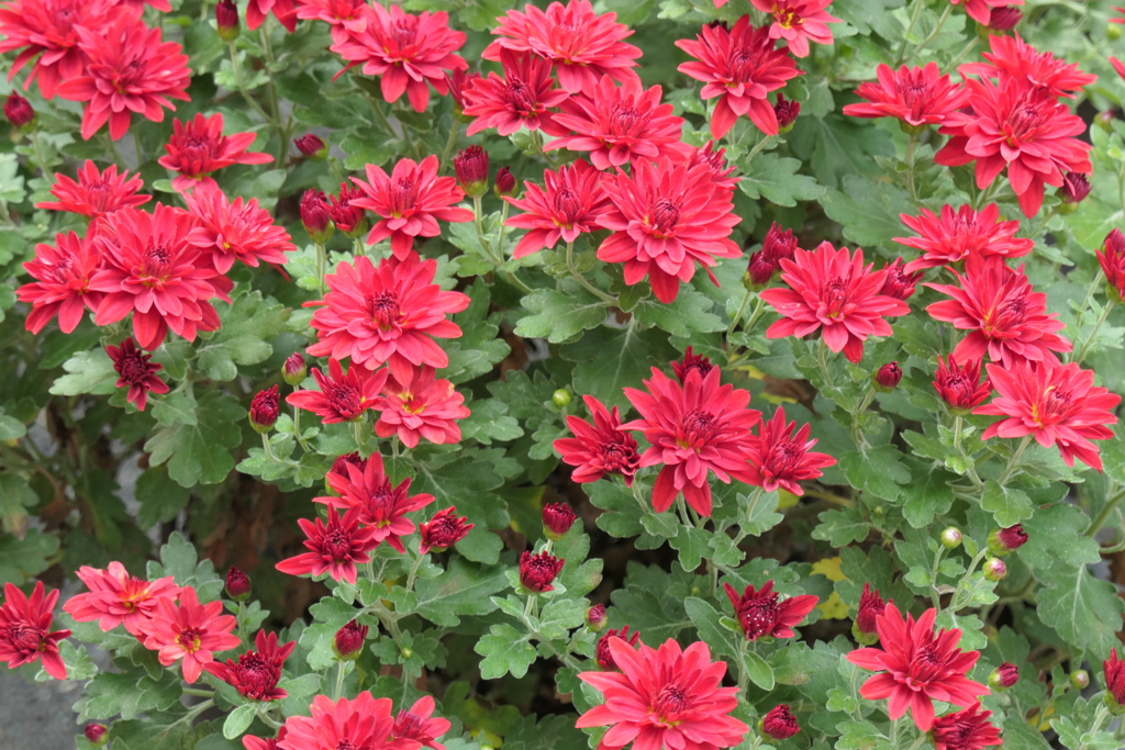 P1069449　菊