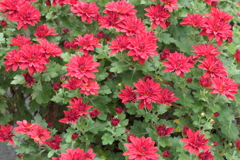 P1069449　菊