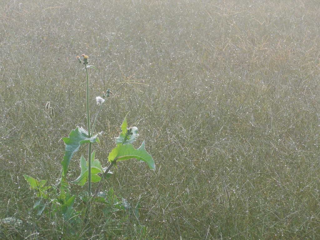 P1180825　霧の野原