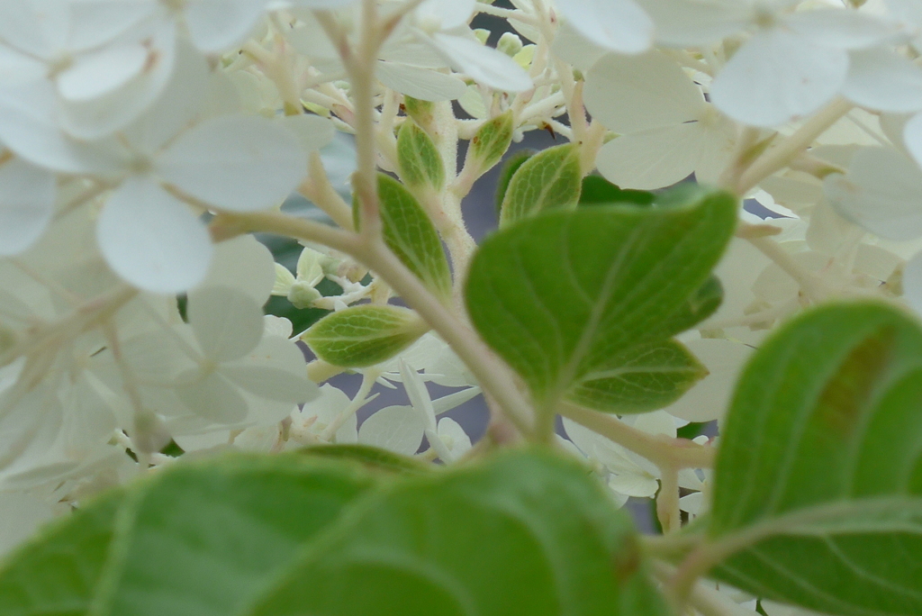 P1280010　ノリウツギ