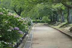 P1046016　紫陽花咲く公園