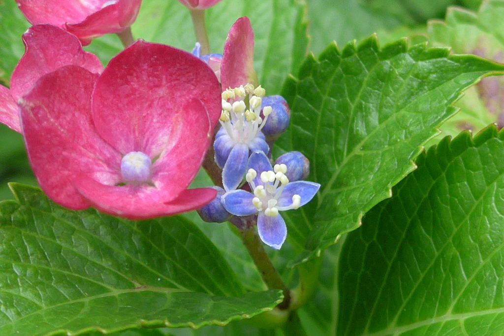 P1300664　私がアジサイの花です♪