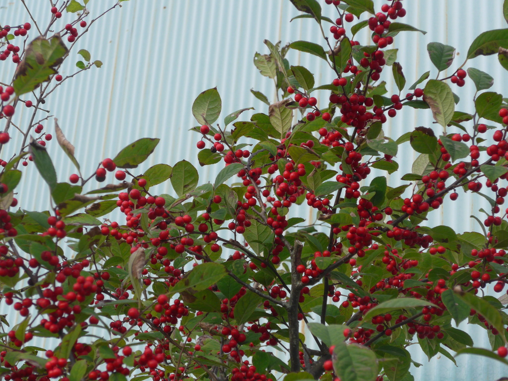 P1120054　赤い実