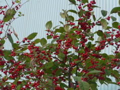 P1120054　赤い実