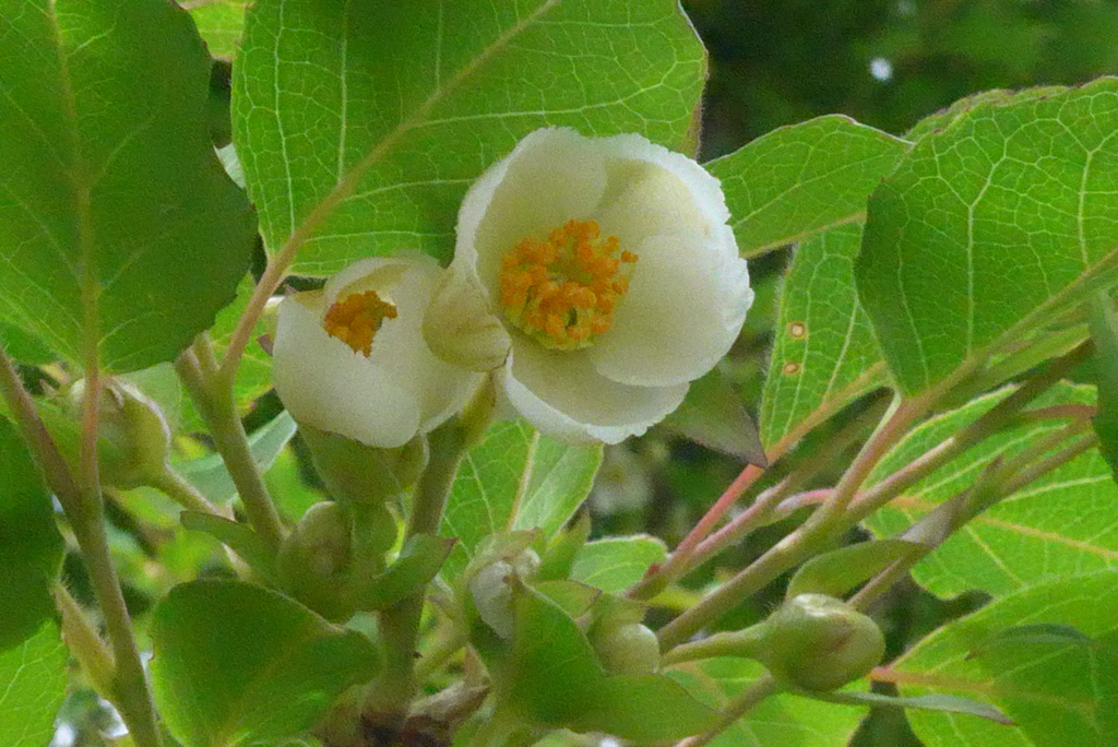 P1330317　ヒメシャラ