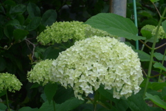 P1270596　アナベル