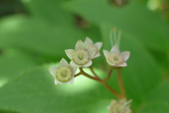 P1220473　ヒメウツギ 花が終わって